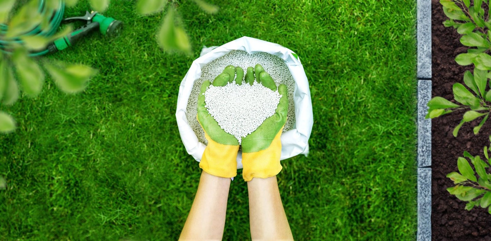 Types of lawn grasses